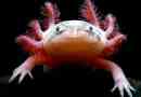 Axolotl